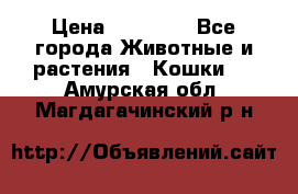 Zolton › Цена ­ 30 000 - Все города Животные и растения » Кошки   . Амурская обл.,Магдагачинский р-н